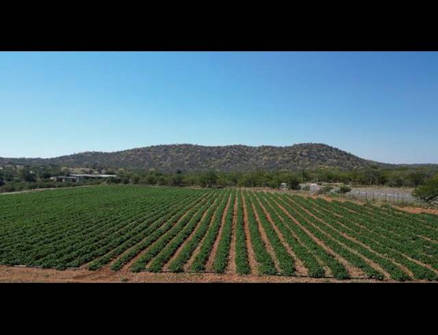 FARM FOR SALE IN MUSINA